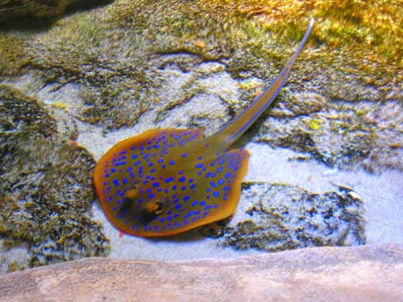 14 cool sting ray