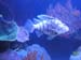 20 lionfish again