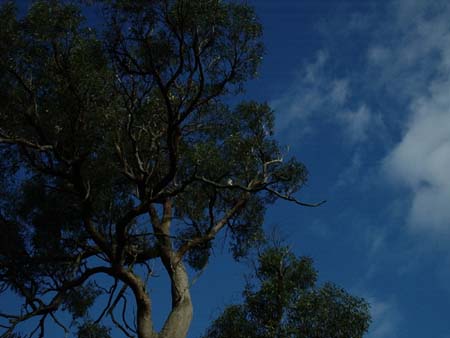 cookaburra in tree