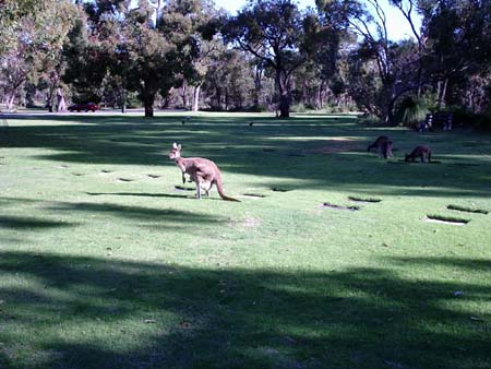 kangaroos 1