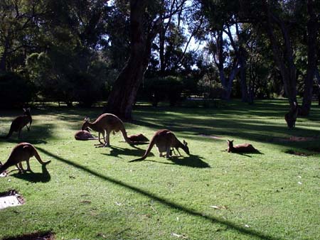 mommy & baby kangaroos
