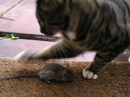 squib got a mouse