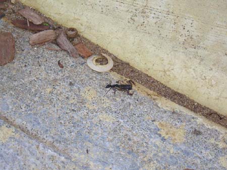 ant carrying dead scorpion