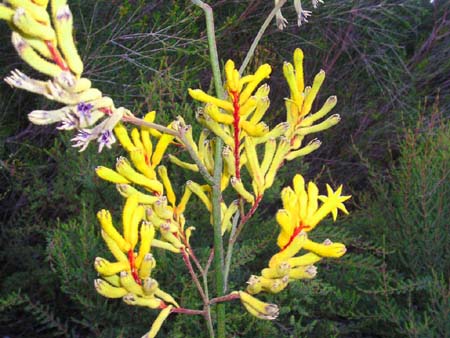 kangaroo paw