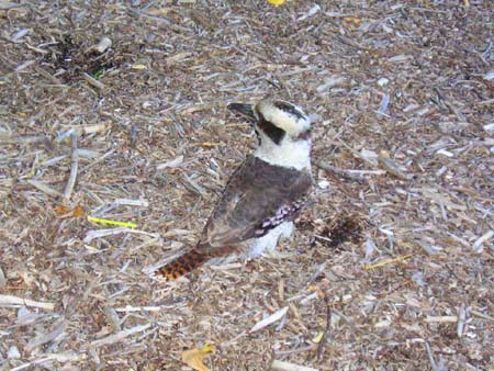 kookaburra closer