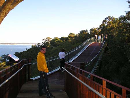 treetop bridge in kings park