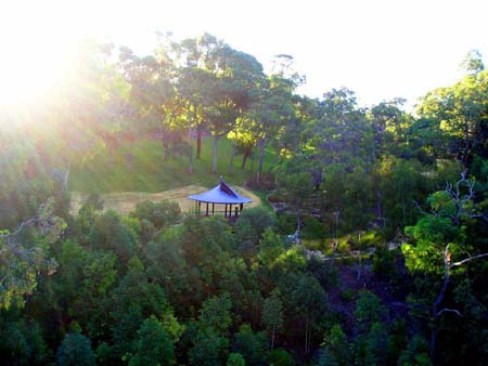 view from treetop bridge