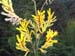 kangaroo paw