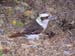 kookaburra closest of wild bird in kings park