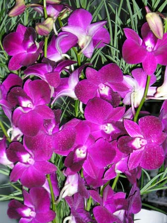 my birthday orchids closeup