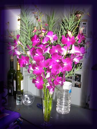 my birthday orchids