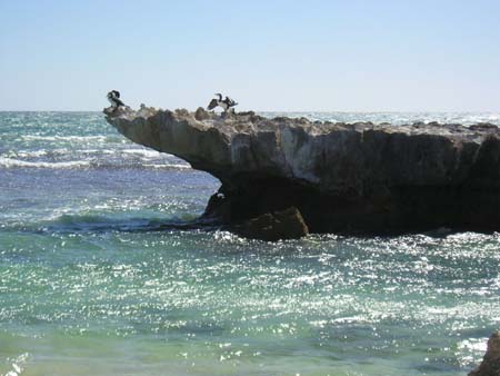 shags on a rock